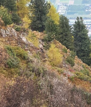 Gämsen, Herbstwanderung