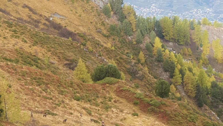 Gämsen, Herbstwanderung