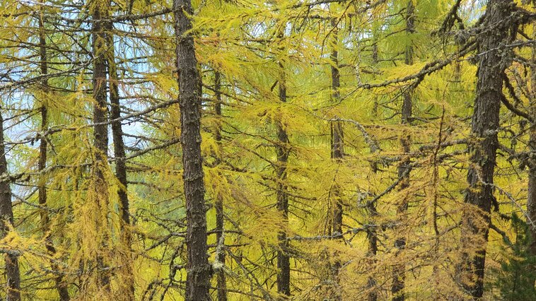 Herbstwanderung, Verbier 4Vallées
