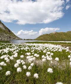 Lac des Vaux