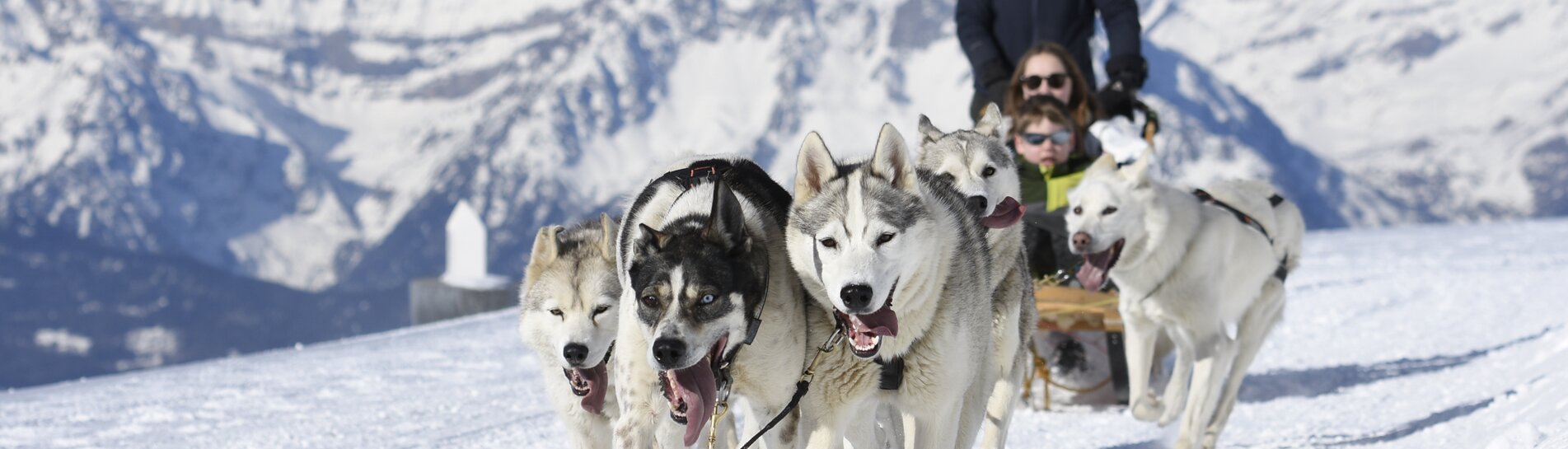 Chiens de traineau, Verbier