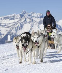 Chiens de traineau, Verbier